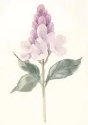 Aquarel van een paarse hyacint met bloementros