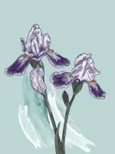 Botanische illustratie van paarse irissen op een groene achtergrond