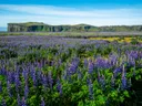Een uitgestrekt veld met paarse lupines met rotsachtige, groene kliffen op de achtergrond.