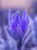 Close-up van een paarse, behaarde wilde anemoonbloem.