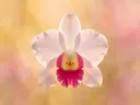 Fotografie van paddenstoel in de ochtendmist