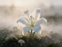 Fotografie van paddenstoel in de ochtendmist
