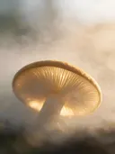 Fotografie van paddenstoel in de ochtendmist