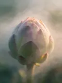 Fotografie van paddenstoel in de ochtendmist