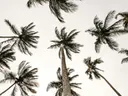 Zwart-witfoto van palmbomen gezien van onderaf tegen de lucht