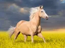 Palomino paard in geel bloemenveld