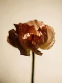 Studiofoto van papaver in crème, tegen een egale achtergrond