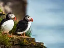 Twee papegaaiduikers op een rotsige klif met uitzicht over zee.