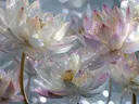 Schilderij van witte en roze lotusbloemen met een gouden hart