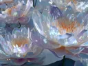 Schilderij van parelmoeren lotusbloemen met oranje meeldraden