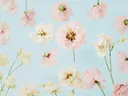 Verspreide roze en witte bloemen op een lichtblauwe achtergrond.