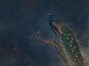 Schilderij van een pauw, oosterse stijl in marineblauw en brons