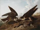Peregrine Falcons (Duck Hawks) van John James Audubon: dieren met valken, roofvogels, eenden en vleugels, in bruin en lichtblauw
