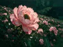 Schilderij van pioen op de helling in groenroze, in vlakke kleurvlakken