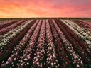 Landschapsfoto van pioenroos bij de zonsondergang, met een rij bijenkorven