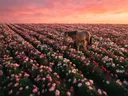 Landschapsfoto van pioenroos bij de zonsondergang, met een merrie met haar veulen
