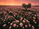 Landschapsfoto van pioenroos bij de zonsondergang, met een oude olijfboom