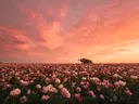 Landschapsfoto van pioenroos bij de zonsondergang, met een houten kar