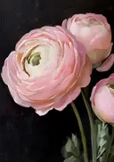 Schilderij van een roze pioenroos op zwarte achtergrond