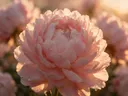 Macrofotografie van dauwdruppels op pioenroos, gouden gloed, blozend roze