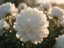 Macrofotografie van dauwdruppels op pioenroos, gouden gloed, wit