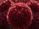 Macrofotografie van dauwdruppels op pioenroos, sterrenglans, dieprood