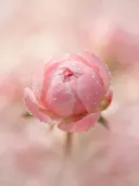 Fotografie van pioenroos in na de regen