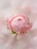 Fotografie van pioenroos in na de regen, blozend roze