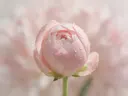 Fotografie van pioenroos in na de regen, blozend roze