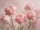Fotografie van pioenroos in na de regen, blozend roze