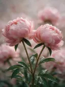 Fotografie van pioenroos in na de regen, blozend roze