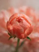 Fotografie van pioenroos in na de regen, koraal