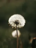 Uitgebloeide paardenbloem met zaadpluizen in tegenlicht