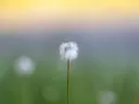 Uitgebloeide paardenbloem met witte zaadpluizen tegen een wazige groene achtergrond.