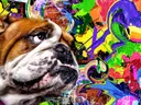 Kleurrijke pop-art buldog