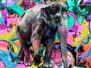 Kleurrijke pop-art olifant