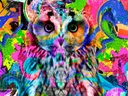 Kleurrijke pop-art uil