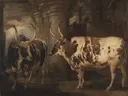 Portraits of two extraordinary oxen, the property of the Earl of Powis van James Ward: dieren met ossen, koeien, stal en vee, in warm bruin met wit