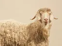 Close-up portret van een witte Angora geit met lange hoorns en krullende vacht.