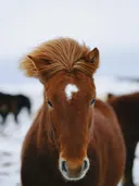 Close-up portret van een bruin paard met lange manen in de sneeuw
