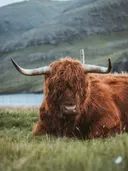 Schotse Hooglanders