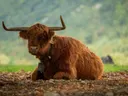 Close-up van een liggende Schotse hooglander met lange hoorns en bruine vacht.
