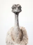 Portret van een struisvogel, dieren schilderij