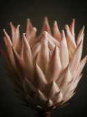 Studiofoto van protea in diepzwart, tegen een egale achtergrond