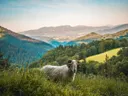 Ram met gekrulde hoorns staand in gras met glooiende heuvels op de achtergrond.