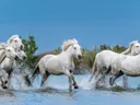 Kudde witte paarden galopperend door ondiep water