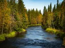 Een rivier stroomt tussen een bos met dennenbomen en berken met herfstkleuren.