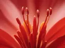 Macro-opname van het hart van een rode bloem met zichtbare meeldraden en stamper.