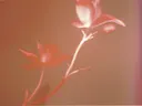 Macrofoto van een rode bloem en bladsilhouet tegen een bruine achtergrond