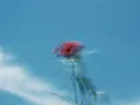 Wazige foto van een rode bloem tegen een blauwe lucht.